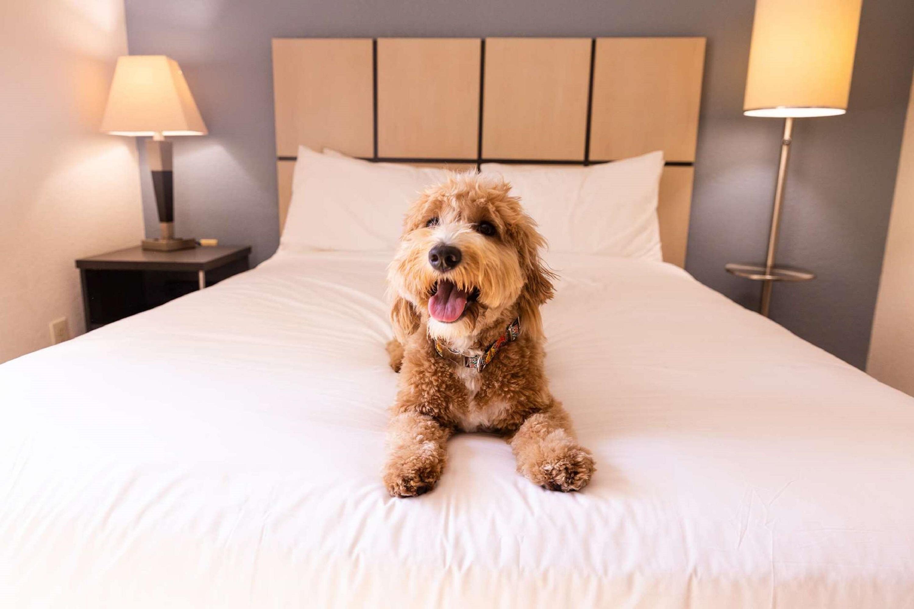Sonesta Simply Suites Albuquerque Eksteriør billede